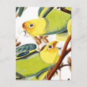 Multicolor-Gelbgelber Papageienvogel postc Postkarte (Vorderseite)