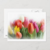 Multicolortulips Postkarte (Vorne/Hinten)