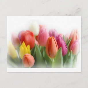 Multicolortulips Postkarte