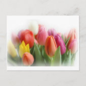 Multicolortulips Postkarte (Vorderseite)