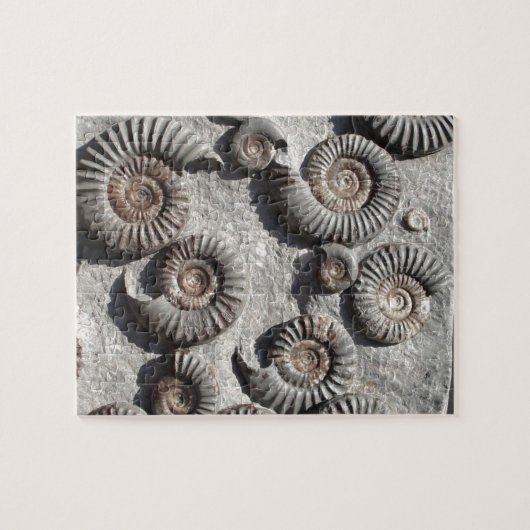 Multifossile Summen aus dem Unteren Meer Puzzle (Horizontal)