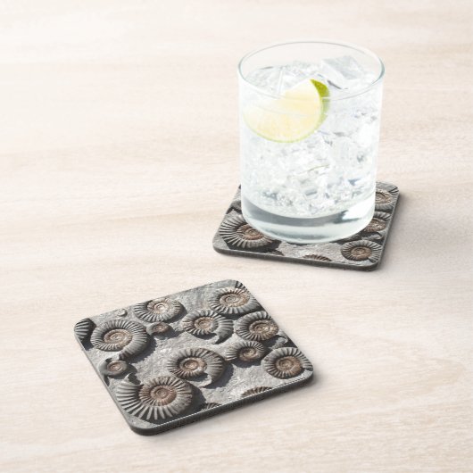 Multifossile Summen aus dem Unteren Meer Untersetzer (Rechte Seite)