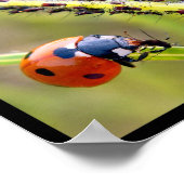 Multitude Fotos von Ladybugs Poster (Ecke)