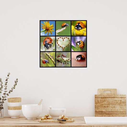 Multitude Fotos von Ladybugs Poster (Küche)