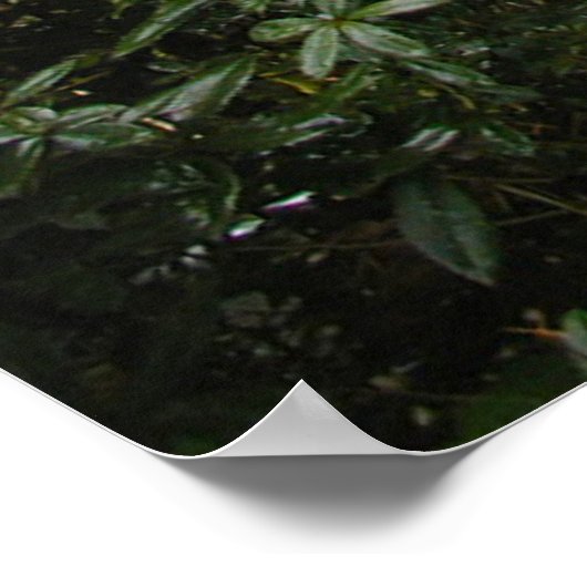 Multnomah Falls Poster (Ecke)