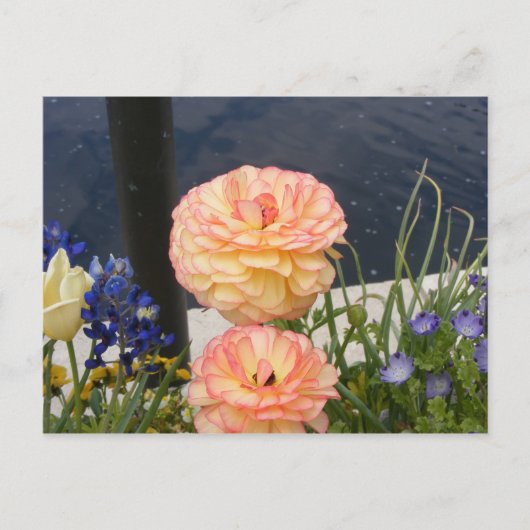 MUM-BLUME POSTKARTE (Vorderseite)
