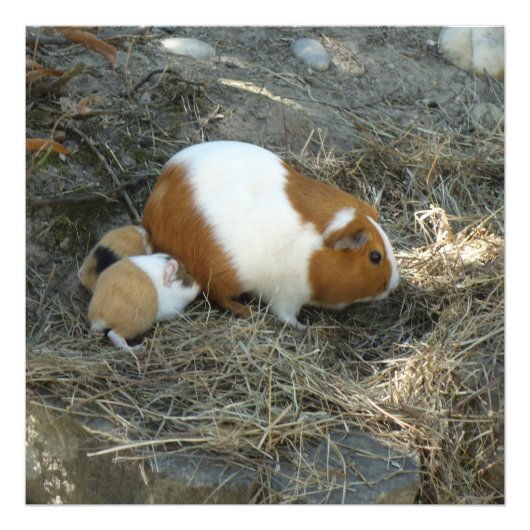Mummy Guinea Pig Fotodruck (Vorne)