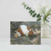 Mummy Guinea Pig Postkarte (Stehend Vorderseite)