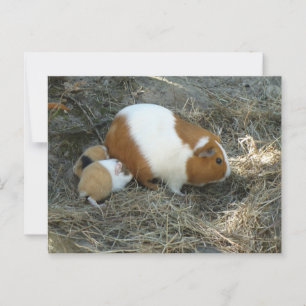 Mummy Guinea Pig Postkarte