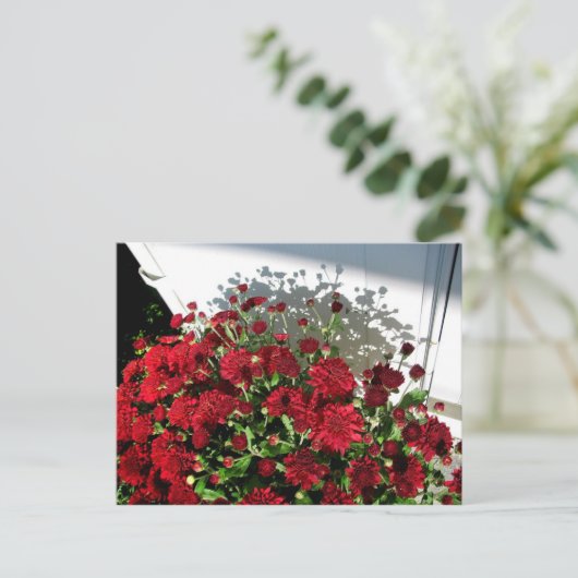 Mums Shadows Postkarte (Stehend Vorderseite)