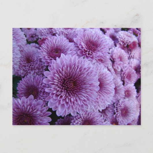 Mums the word! postkarte (Vorderseite)