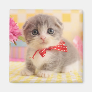 Munchkin Kätzchen Magnet