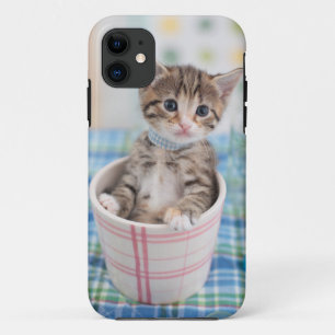 Munchkin Kätzchen mit hübschem Band iPhone 11 Hülle