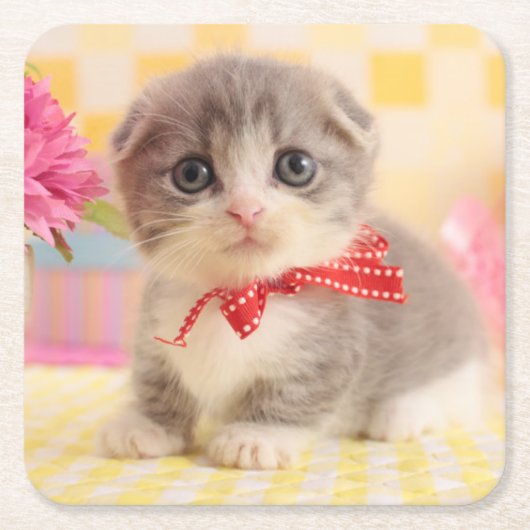 Munchkin Kätzchen Rechteckiger Pappuntersetzer (Vorderseite)