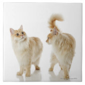 Munchkin Katzen Fliese (Vorderseite)