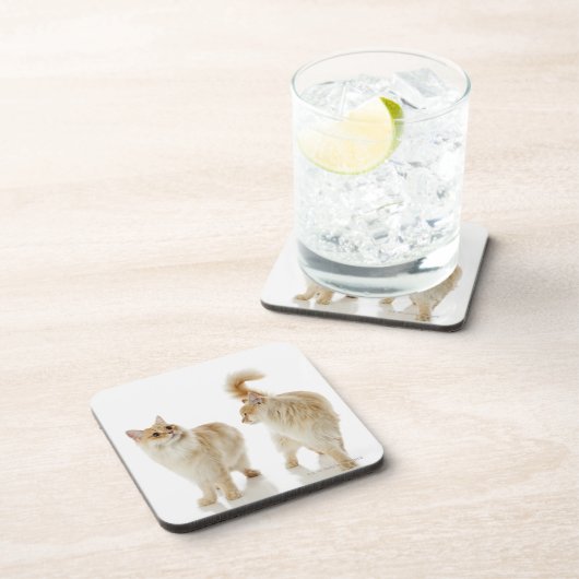 Munchkin Katzen Getränkeuntersetzer (Rechte Seite)