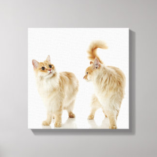 Munchkin-Katzen Leinwanddruck
