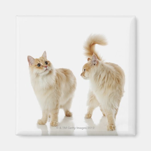 Munchkin-Katzen Magnet (Vorne)