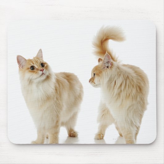 Munchkin-Katzen Mousepad (Vorne)