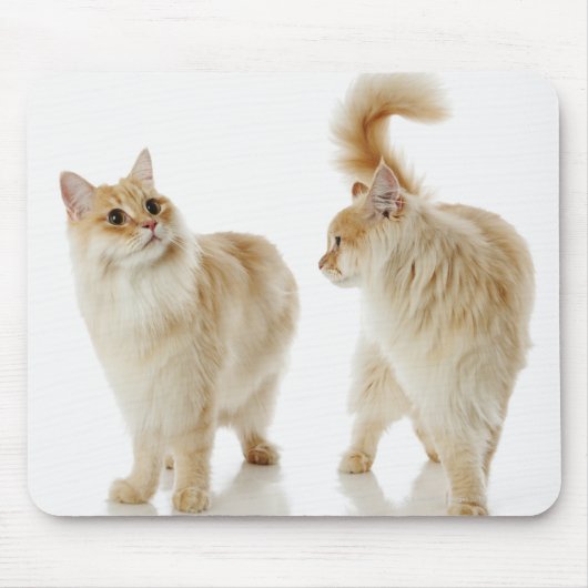 Munchkin-Katzen Mousepad (Vorne)