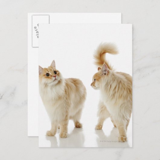 Munchkin-Katzen Postkarte (Vorne/Hinten)