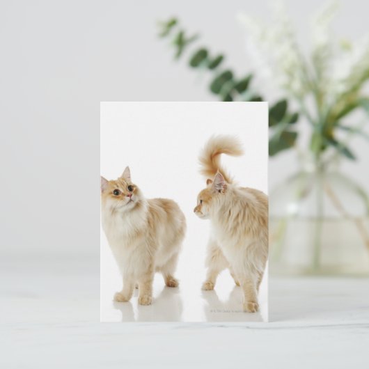 Munchkin-Katzen Postkarte (Stehend Vorderseite)