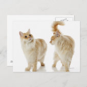 Munchkin-Katzen Postkarte (Vorne/Hinten)