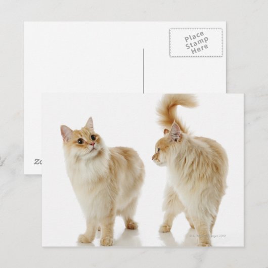 Munchkin-Katzen Postkarte (Vorne/Hinten)