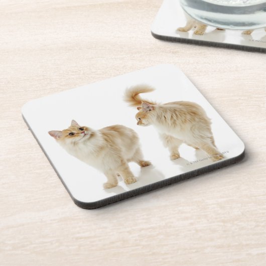 Munchkin Katzen Untersetzer (Linke Seite)