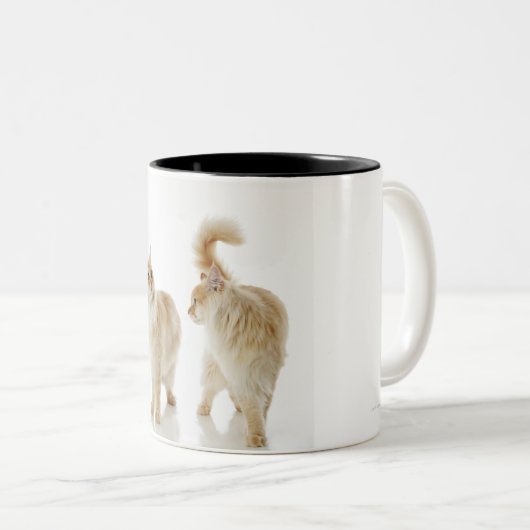 Munchkin Katzen Zweifarbige Tasse (VorderseiteRechts)