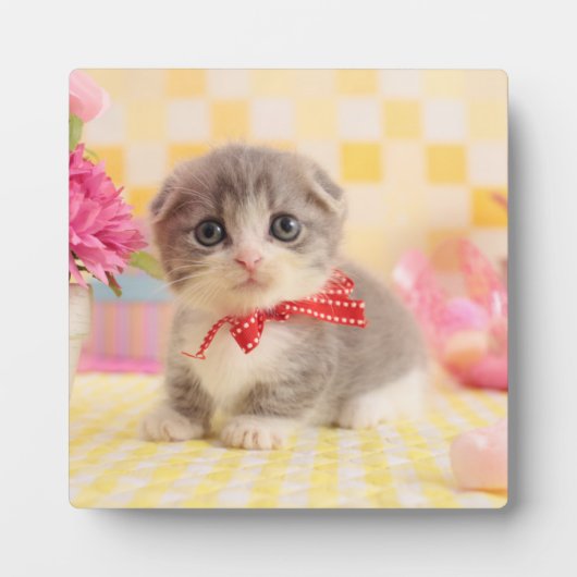 Munchkin Kitten Fotoplatte (Vorderseite)