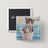 Munchkin Kitten mit Hübschem Band Button (Vorne & Hinten)