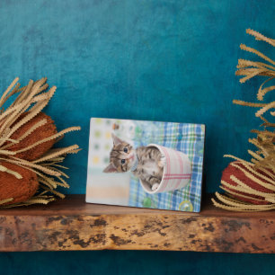 Munchkin Kitten mit Hübschem Band Fotoplatte