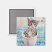 Munchkin Kitten mit Hübschem Band Magnet (Vorderseite/Rückseite)