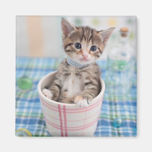 Munchkin Kitten mit Hübschem Band Magnet (Vorne)