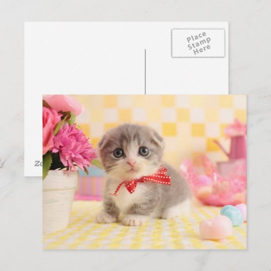 Munchkin Kitten Postkarte (Vorne/Hinten)