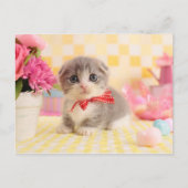 Munchkin Kitten Postkarte (Vorderseite)