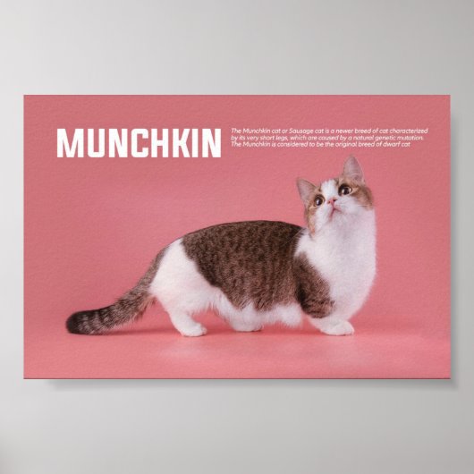 Munchkin Or Sausage Cat Breed Poster (Vorne)