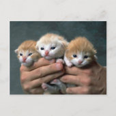 Munchkins Postkarte (Vorderseite)