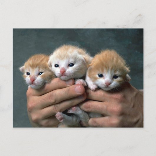 Munchkins Postkarte (Vorderseite)