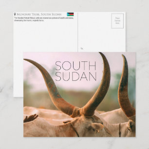 Mundari-Rinder, Südsudan Reise-Postkarte Postkarte