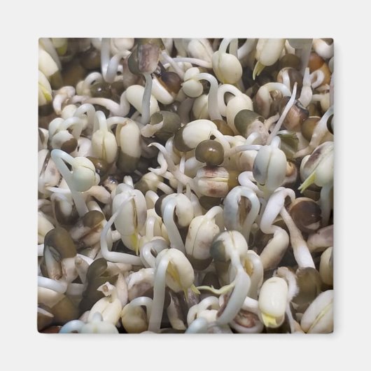 Mungbohnen (Grüngramm) Magnet (Vorne)