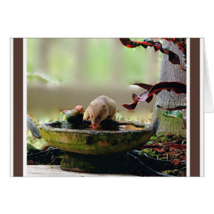 Mungo-Bewässerungs-Loch-wild lebende Tiere