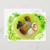 Munia macht realistisches Bild Postkarte (Vorne/Hinten)