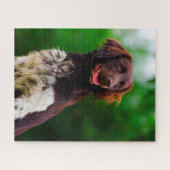 Munsterlander Dog. Puzzle (Horizontal)