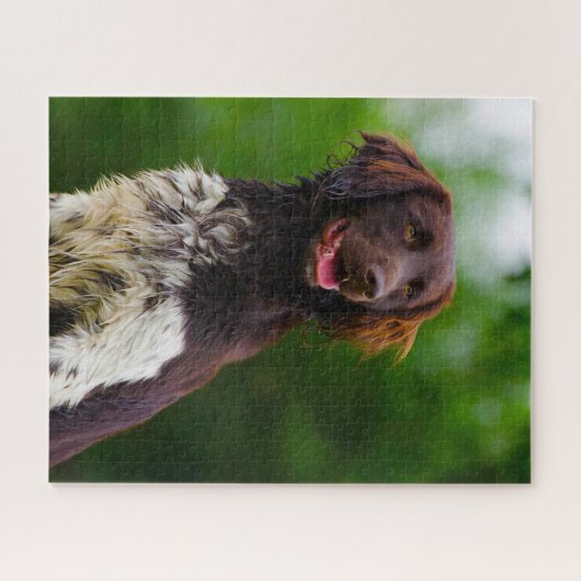 Munsterlander Dog. Puzzle (Horizontal)