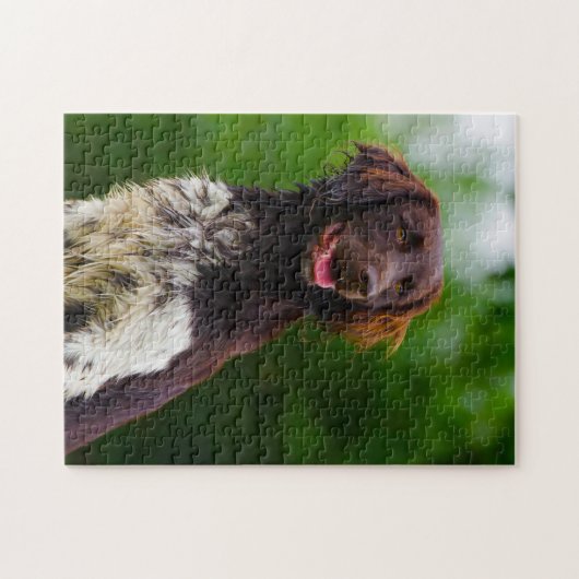Munsterlander Dog. Puzzle (Horizontal)