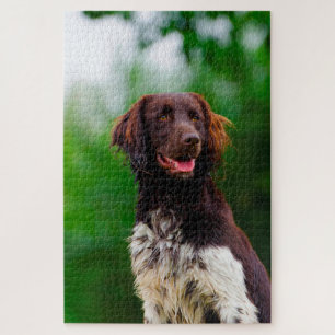 Münsterländer Hund. Puzzle