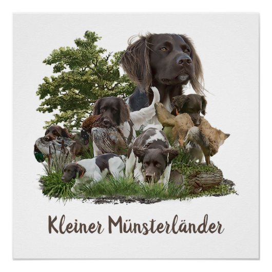 Munsterlander , vielseitiges Jagd-Zeigemittel Poster (Vorderseite)
