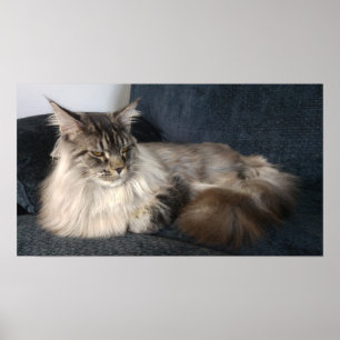 Münzkatze Poster